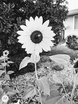 black and white photo of bee and sunflower