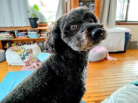 My little Tilly who keeps me sane
