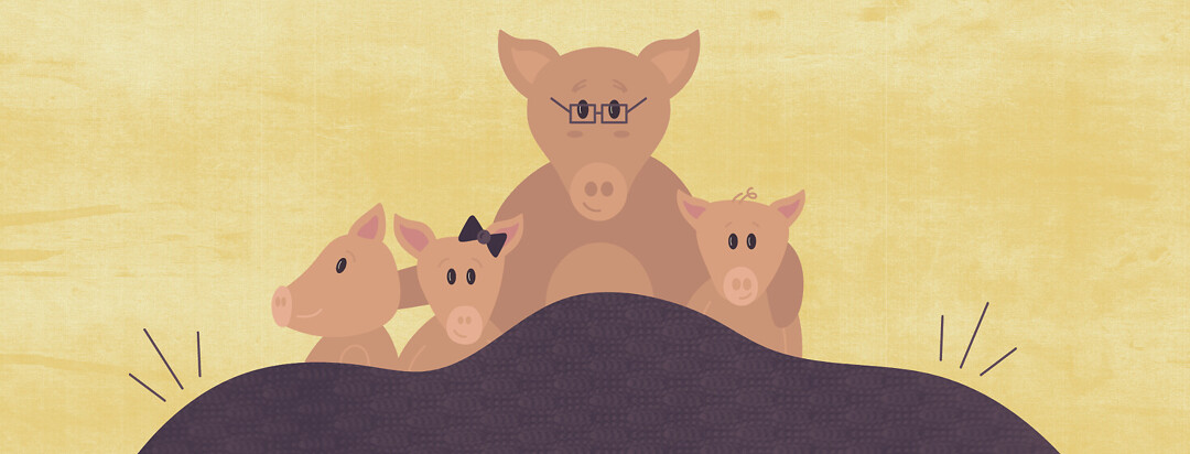 a family of pigs under a weighted blanket