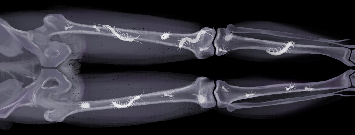 An x-ray of legs with bugs crawling on the bones